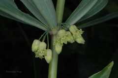 Polygonatum cirrhifolium